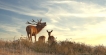 Photo nature