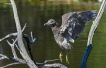 Oiseaux Héron bihoreau immature