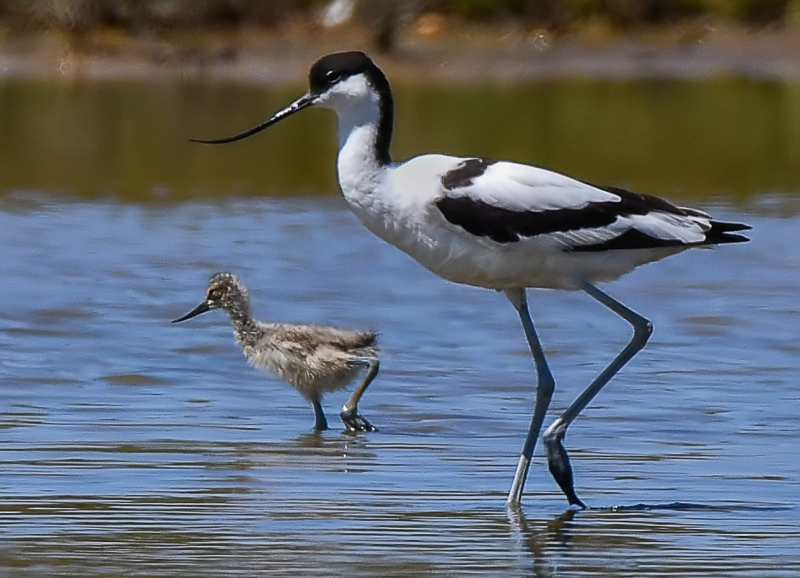 Photo Oiseaux avocette elegante