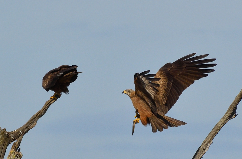 Photo Oiseaux