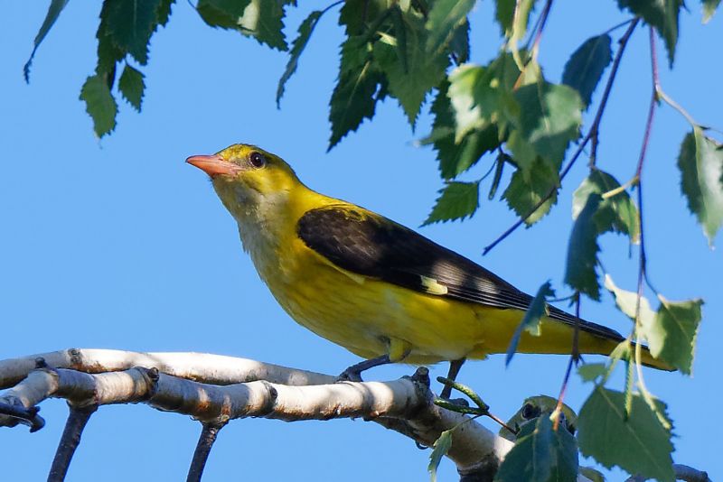 Photo Oiseaux