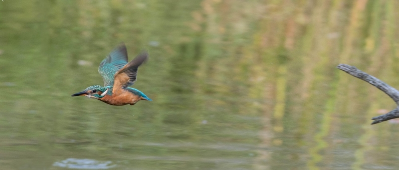 Photo Oiseaux