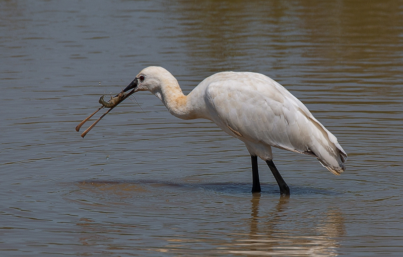 Photo Oiseaux