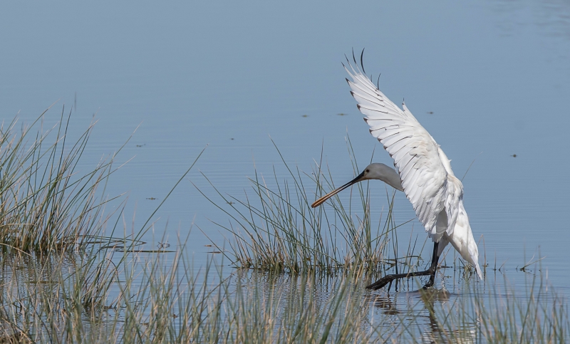 Photo Oiseaux spatule blanche