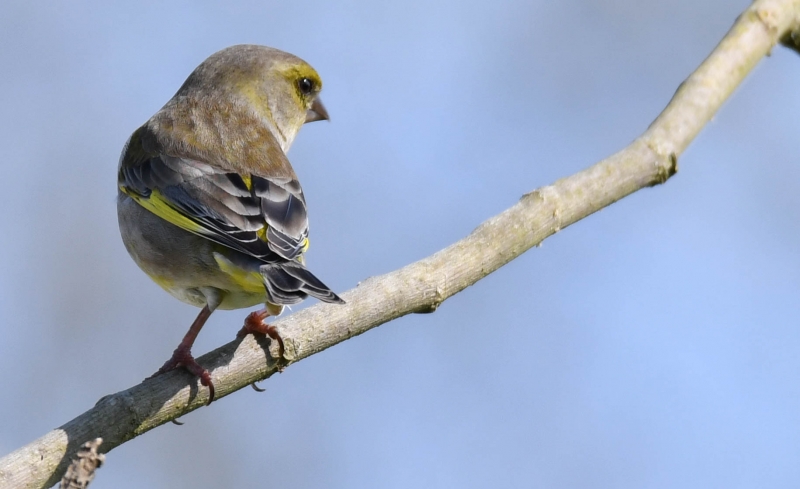 Photo Oiseaux Verdier d'europe