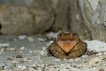  Crapaud commun ( Bufo bufo ) .