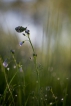 Insectes aurore (anthocaris cardamines)