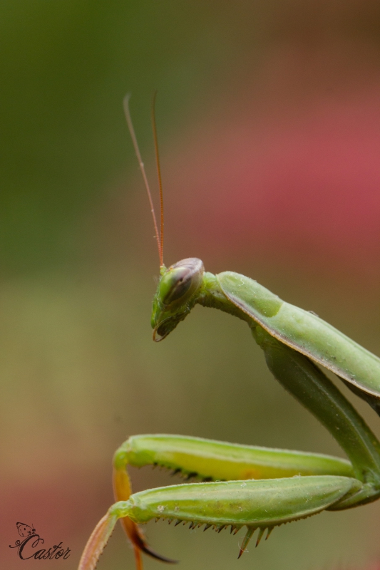 Photo Insectes Mante religieuse (Mantis religiosa)