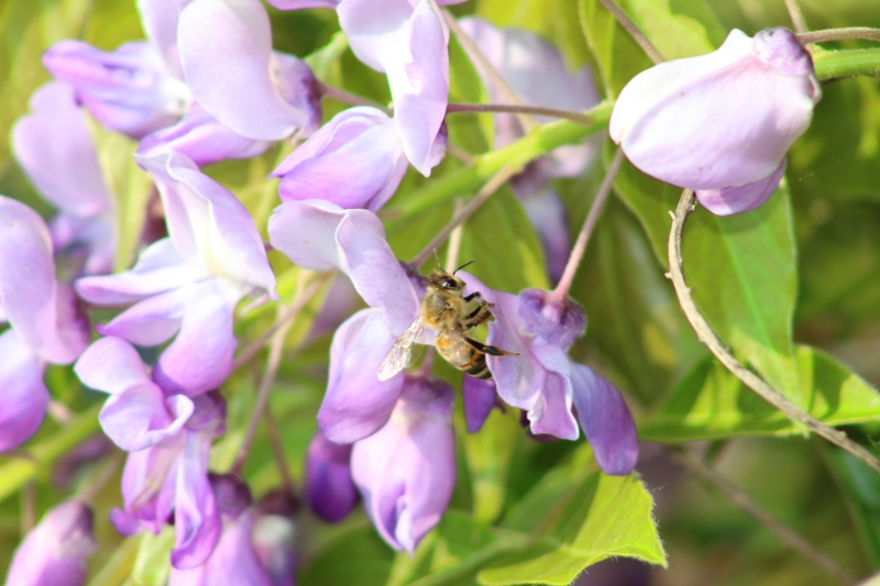 Abeille_3.JPG