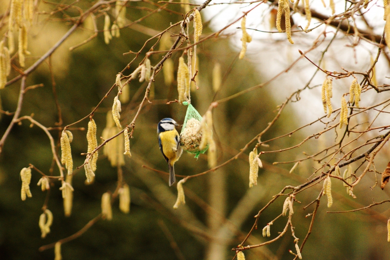 Photo Oiseaux