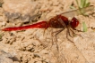 Photo nature