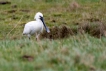 Oiseaux Spatule blanche (Platalea leucorodia)