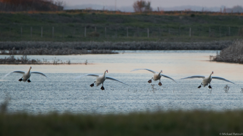 DSC_0864.jpg