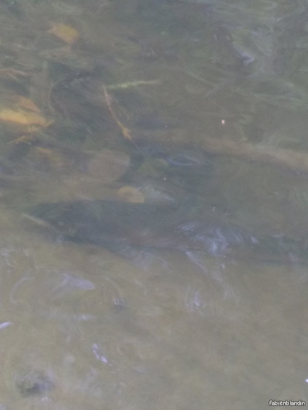 Photo Poissons