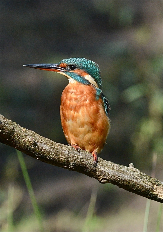 Oiseaux Martin pêcheur femelle