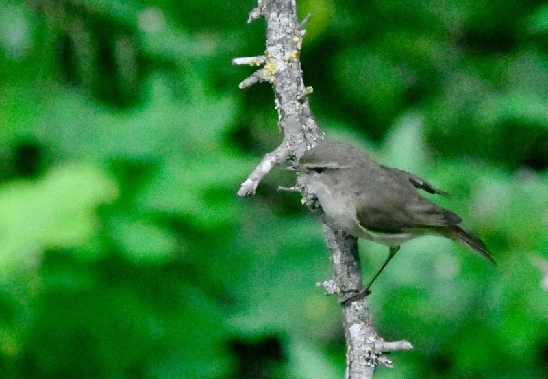 Oiseaux Pouillot véloce
