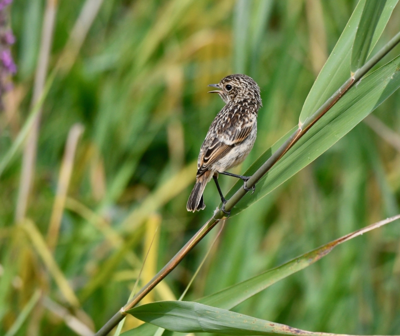 Oiseaux Tarier pâtre  1ère année