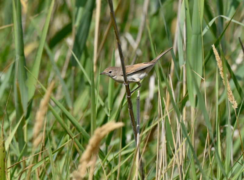 Oiseaux