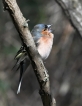 Photo nature