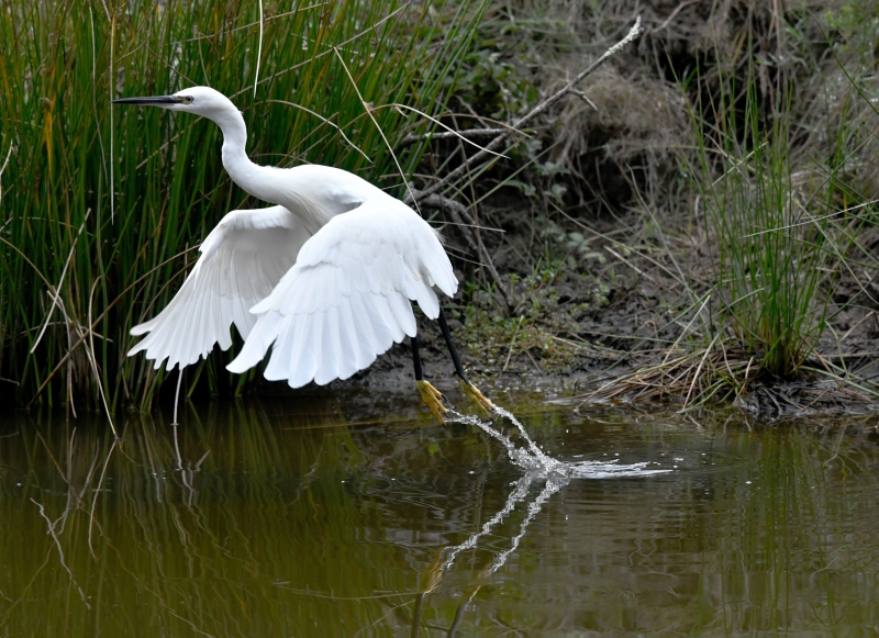 AIGRETTE_GARZETTE.jpg