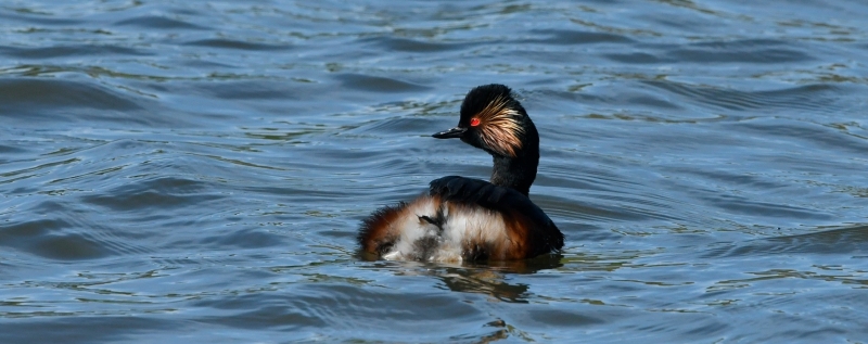 GREBE_A_COU_NOIR.jpg