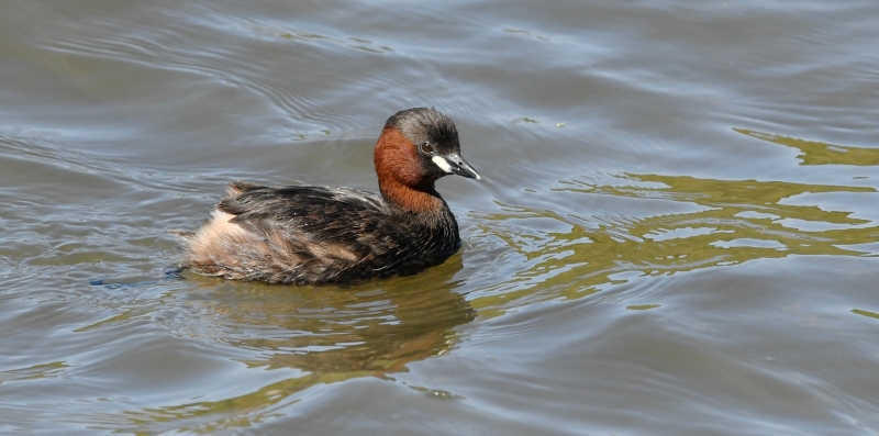 GREBE_CASTAGNEUX.jpg