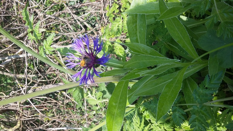 Flore