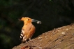 Oiseaux Huppe fasciée (Hpupa epops)
