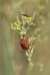 Insectes Punaise arlequin (Graphosoma lineatum)