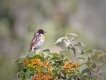 Oiseaux Tarier pâtre (Saxicola rubicola)