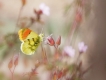 Insectes Aurore de provence