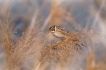 Oiseaux Bruant des roseaux (Emberiza schoeniclus)