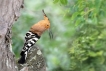 Oiseaux Huppe fasciée (Hpupa epops)