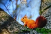 Mammifères écureuil roux