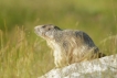 Mammifères Marmotte