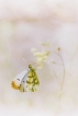 Insectes Aurore de provence