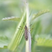 Insectes TIpule