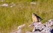 Mammifères Marmotte (Marmota marmota)