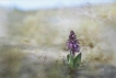 Flore Orchis Géant