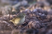 Oiseaux Pouillot véloce (Phylloscopus collybita)