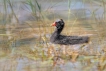 Oiseaux