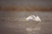 Oiseaux Aigrette garzette (Egretta garzetta)