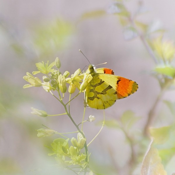 Photo Insectes Aurore de provence