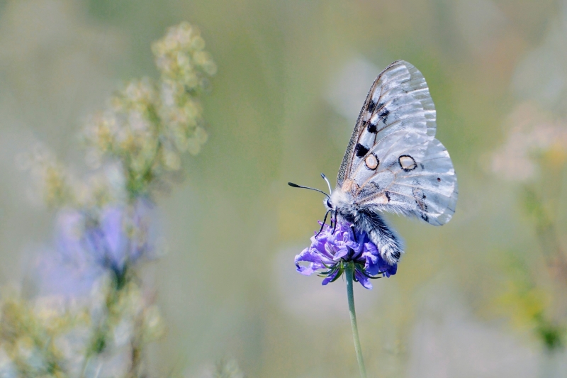 Photo Insectes Apollon