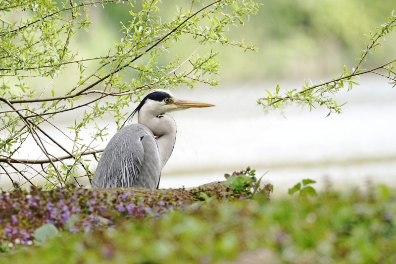 Photo Oiseaux Héron cendré