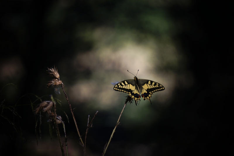 Photo Insectes Machaon (Papilio machaon)