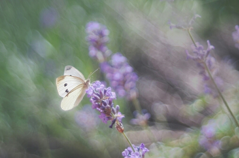 Photo Insectes Piéride de la rave (Pieris rapae)