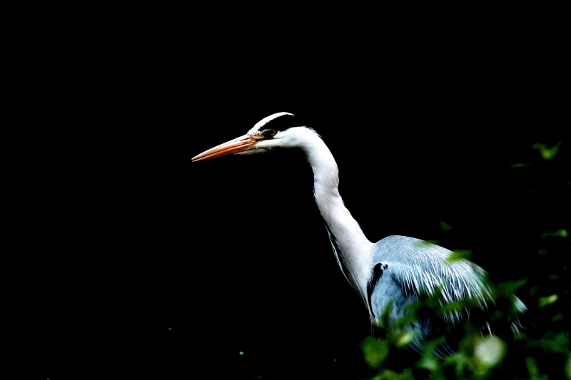 Photo Oiseaux Héron cendré