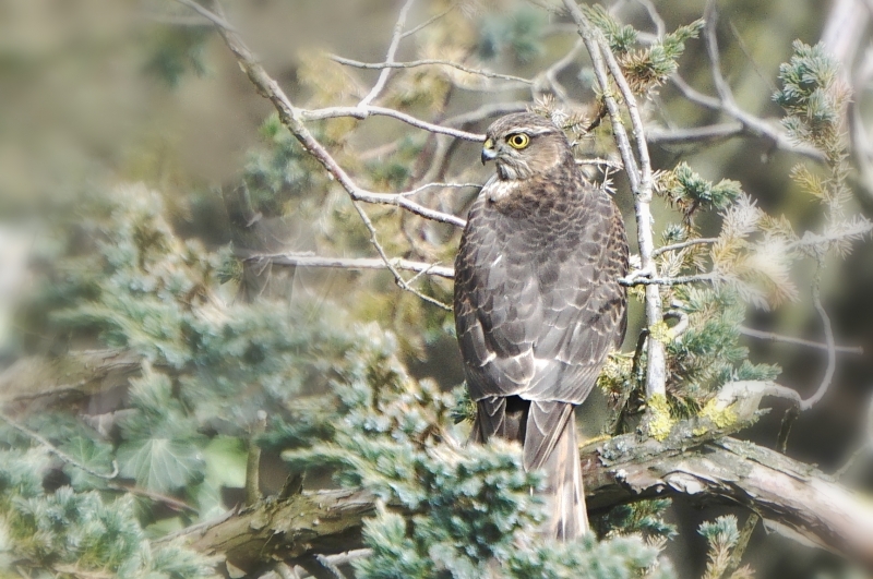 Photo Oiseaux Épervier d'Europe (Accipiter nidus)