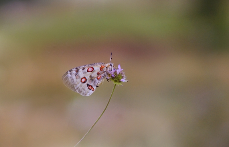 Photo Insectes
